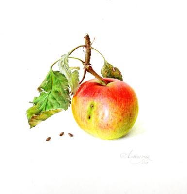 Paradise apple. Alyoshina Anna