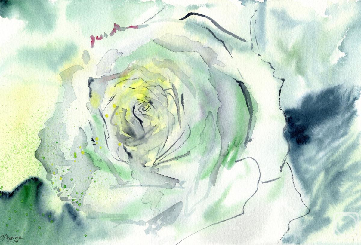 Poygina Elena. Abstract white rose