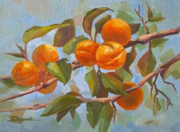 Apricots on a branch. Scherilya Svetlana
