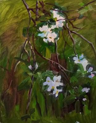 Blossoming apple tree (). Dobrovolskaya Gayane