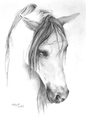 Valencia (Horse Head). Boytsov Aleksandr