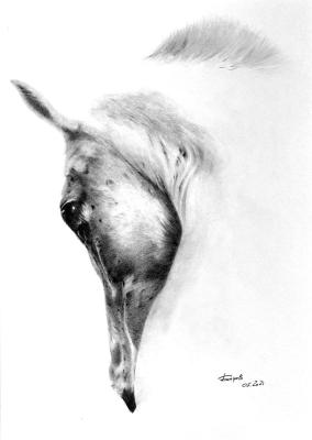 Balesta (Horse Head). Boytsov Aleksandr