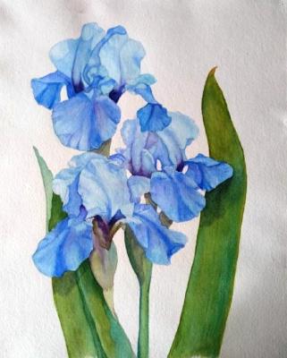 Blue irises. Udris Irina