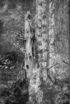 Dead tree (A Trunk). Kozhin Simon