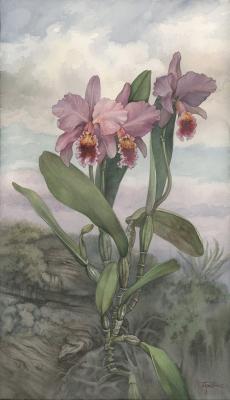 Orchidaceae Cattleya