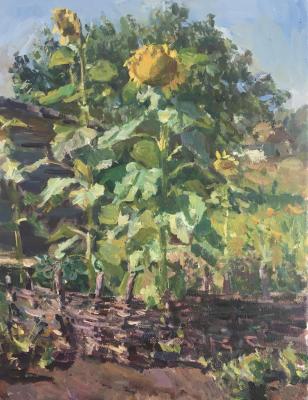 Sunflowers. Titov Dmitriy
