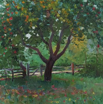 An old apple tree at the gate. September. Melnikov Aleksandr