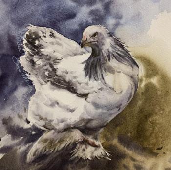 Young chicken Brahma (Watercolor On Cotton). Stoylik liudmila