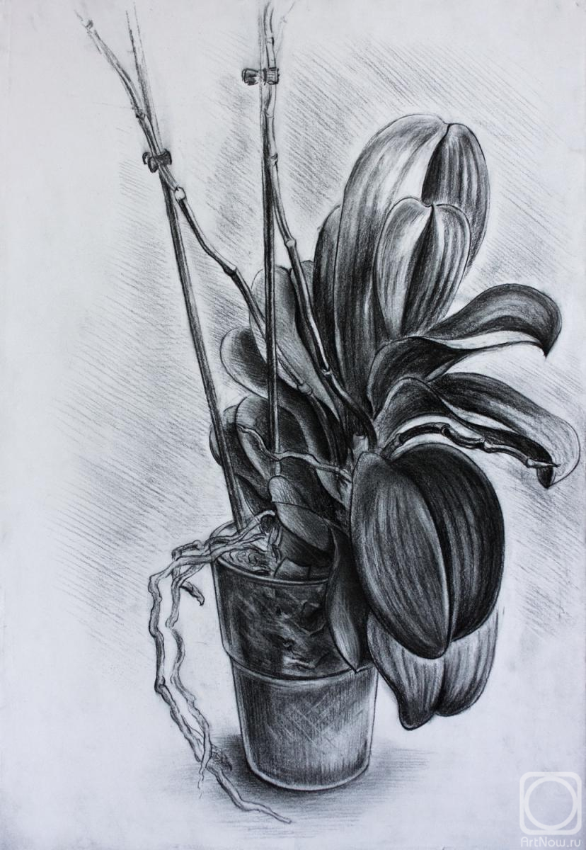 �������. �������� �����. �������