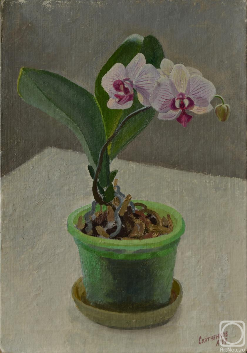 Svyatchenkov Anton. Orchid