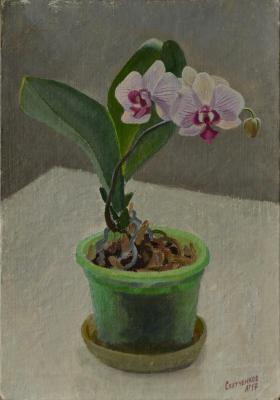 Orchid. Svyatchenkov Anton