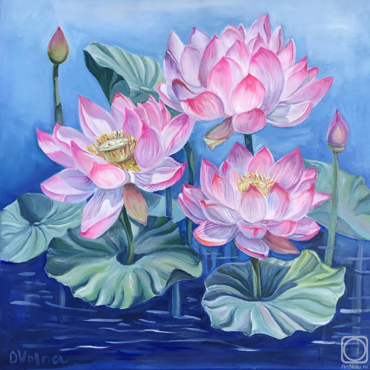 Volna Olga. Dance of Pink Water Lilies