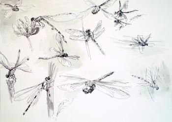 Dragonflies (2). Miroshnikov Dmitriy