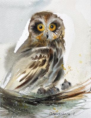 Owl in the nest (Bird Nest). Gorbacheva Evgeniya