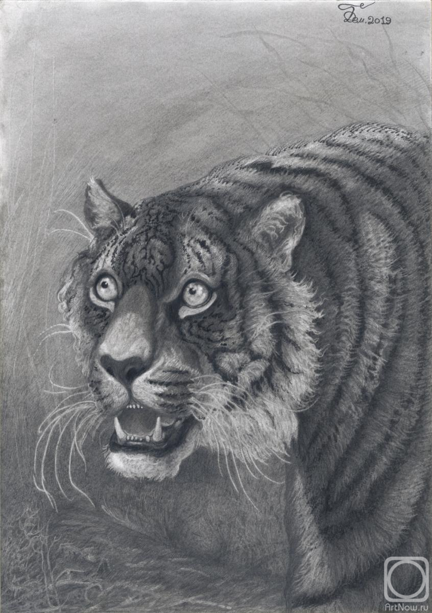 Испуганная тигрица (портрет)» картина Дементьева Александра (бумага,  карандаш) — купить на ArtNow.ru
