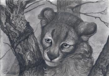 Cougar with bent head (Detailed). Dementiev Alexandr