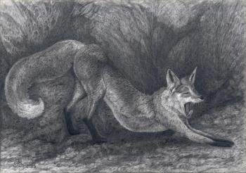 Fox Stretches (). Dementiev Alexandr