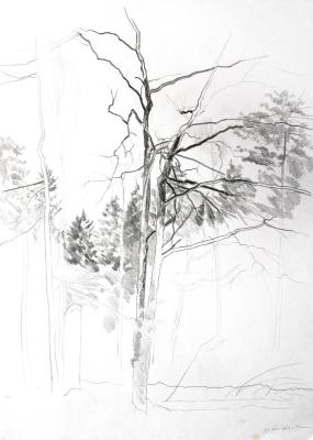 Tree branches. Sketch. Mashin Igor
