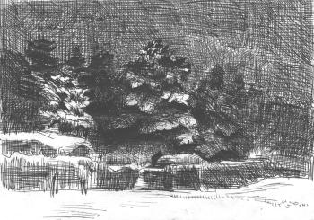 Winter night. Pine trees. Mashin Igor