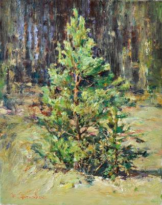 Pine Tree (A Tree). Korotkov Valentin