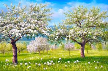 Apple trees in bloom. Romm Alexandr