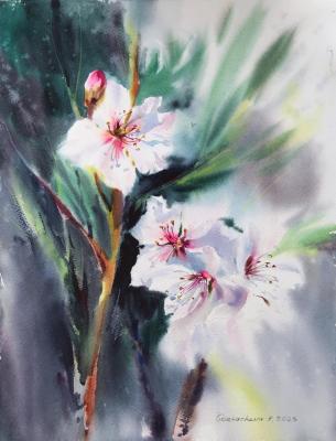 Almond flowers #8 (Blooming Branches). Gorbacheva Evgeniya