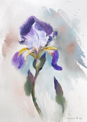 Iris (Watercolor Iris). Gorbacheva Evgeniya