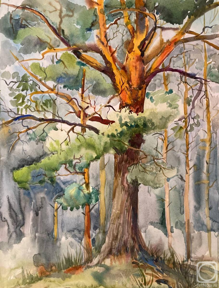 Tsyganova Alyona. Pine in the forest