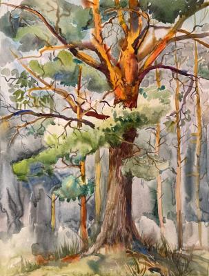 Pine in the forest. Tsyganova Alyona