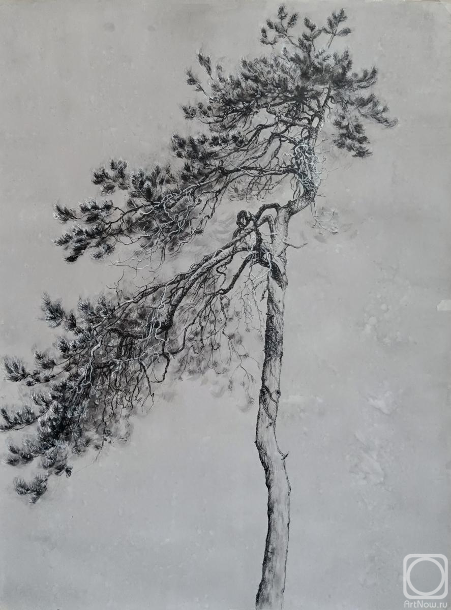 Ramonova Olga. Siberian pine