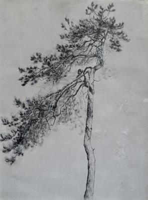 Siberian pine (Linear Graphics). Ramonova Olga
