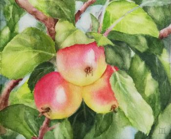 Watercolor Apples. Gesler Tatyana