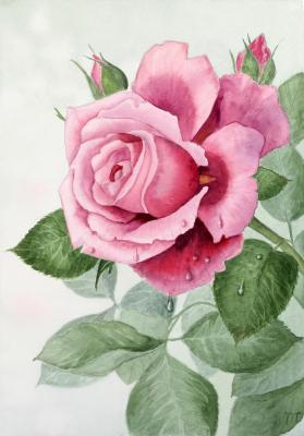 Portrait of a rose. Gesler Tatyana