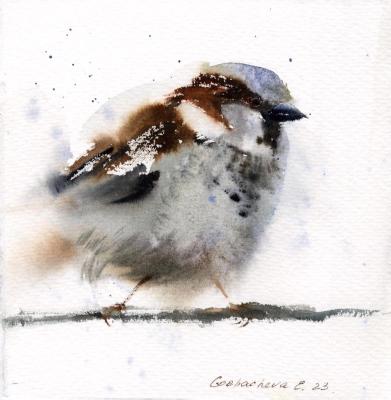 Sparrow. Gorbacheva Evgeniya