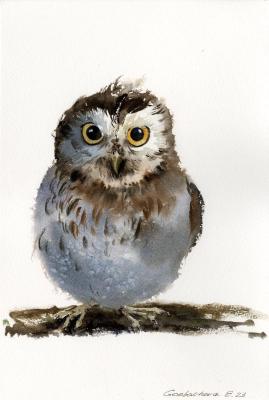 Little owl on a branch #17 (A Chick). Gorbacheva Evgeniya