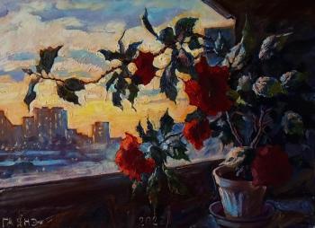 Hibiscus on the balcony, sunset