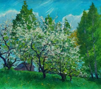 A spring day in the garden of blooming plums. Melnikov Aleksandr