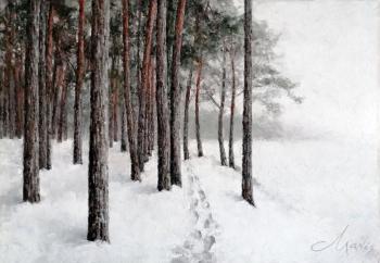 Winter pine forest on the shore.