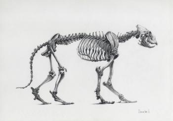 Skeleton of a lion. Dementiev Alexandr