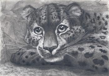 Portrait of a young leopard
