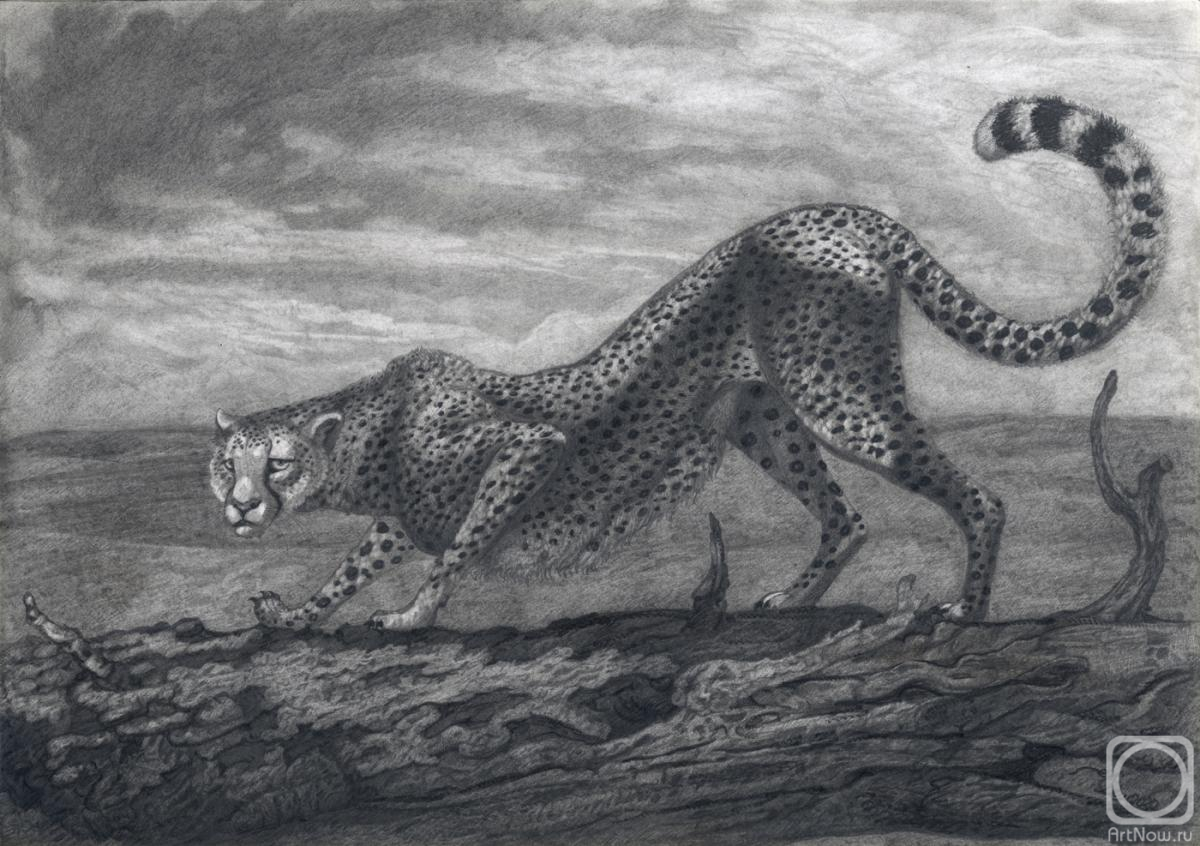 Dementiev Alexandr. Cheetah posing