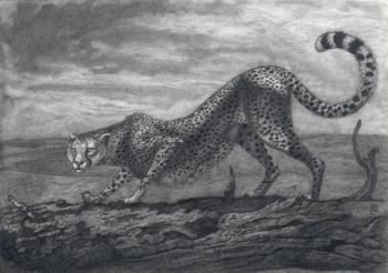Cheetah posing (Bark). Dementiev Alexandr