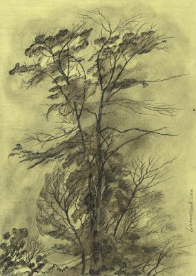 A tree with fallen branches. Dementiev Alexandr