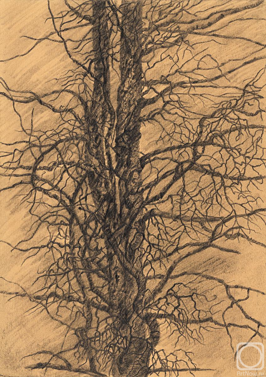 Dementiev Alexandr. Double trunk pine tree