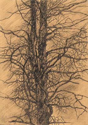 Double trunk pine tree. Dementiev Alexandr