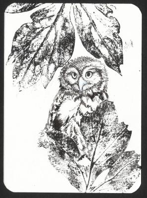 Owlet (Postcard). Masterkova Alyona