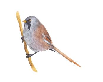 Birds. Bearded reedling