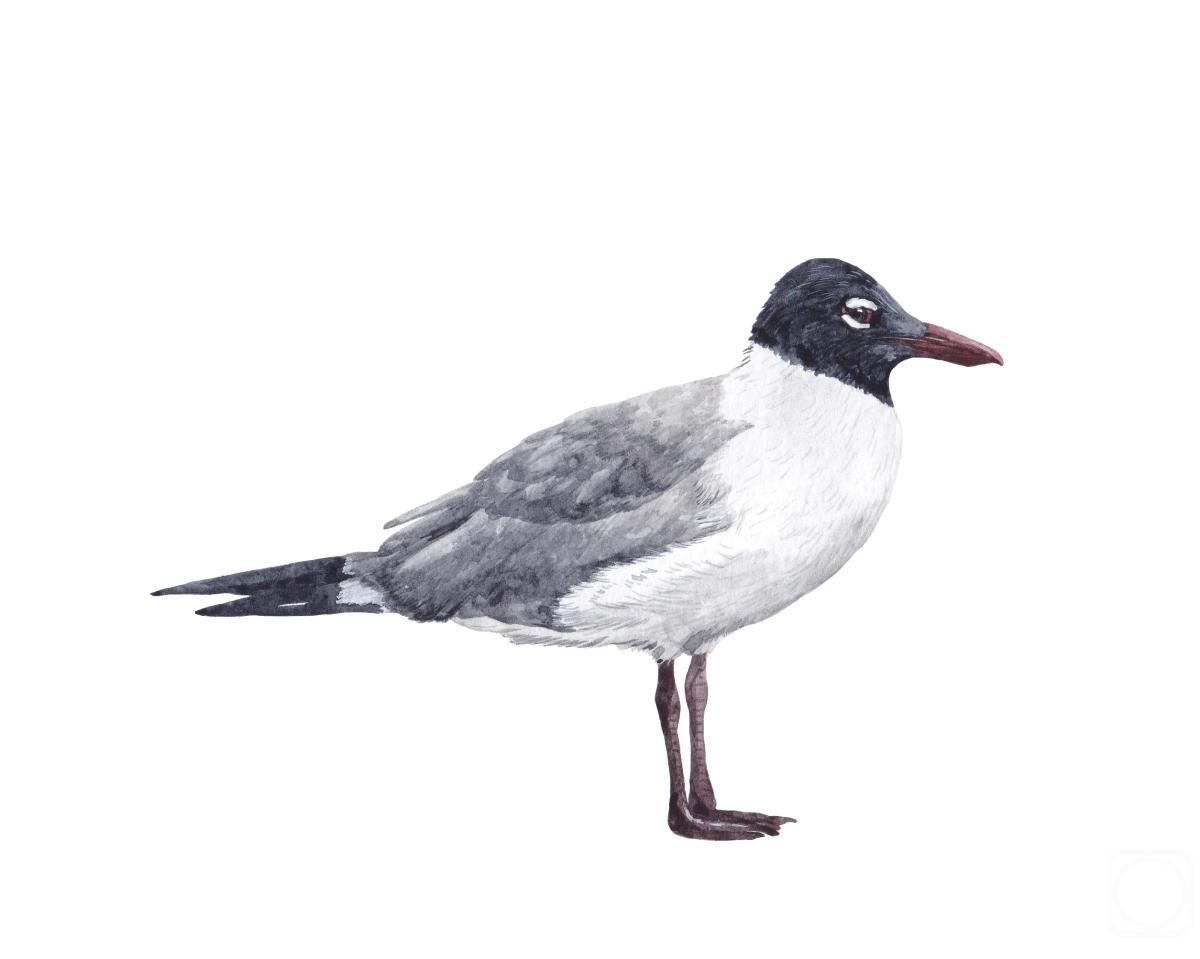 Prokazyuk Anastasiya. Birds. Black-headed Gull