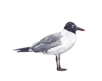 Birds. Black-headed Gull. Prokazyuk Anastasiya