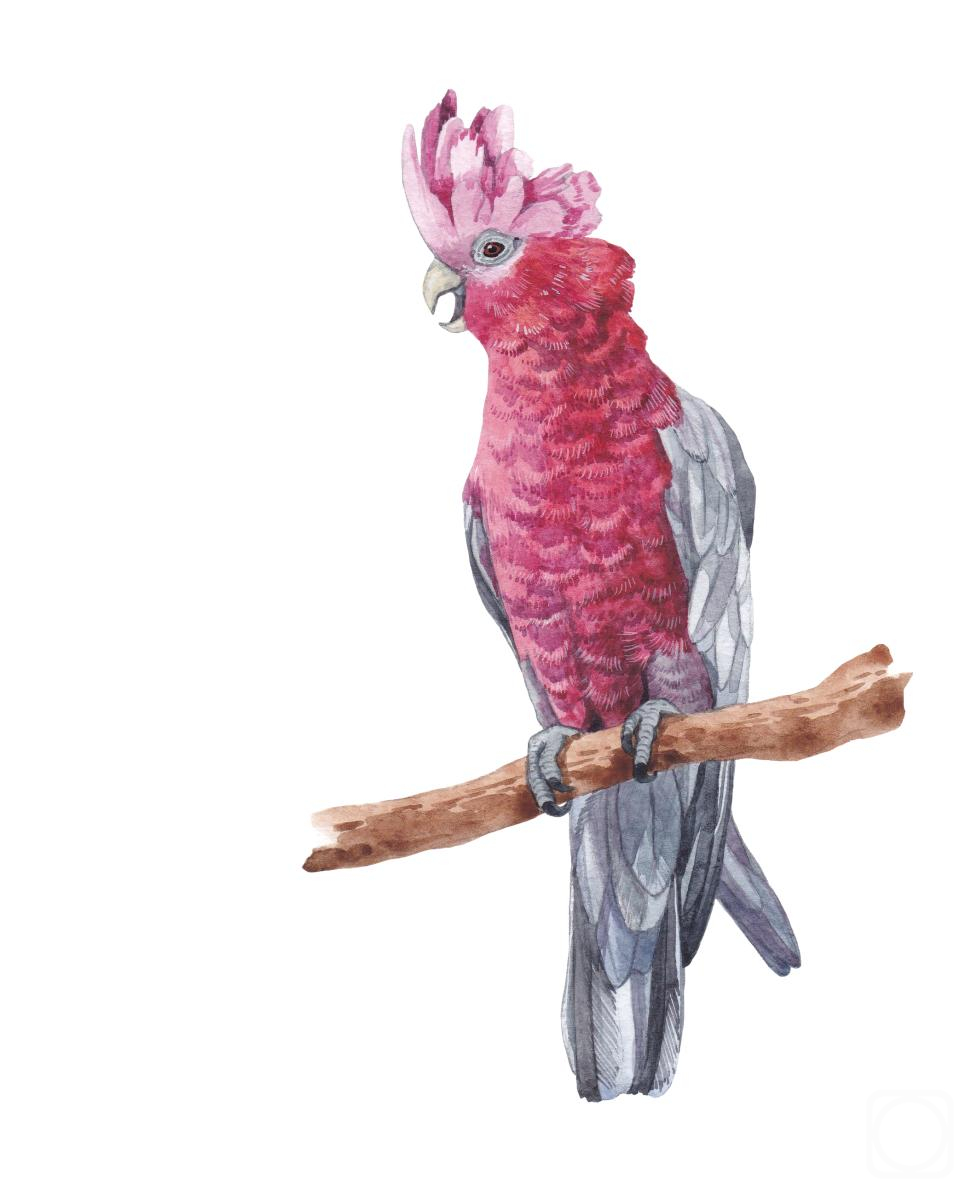 Prokazyuk Anastasiya. Birds. Pink cockatoo